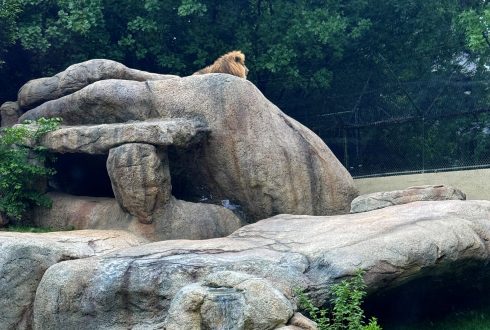 Zoo Atlanta – Lion Habitat